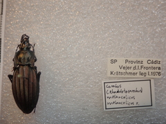 Carabus melancholicus melancholicus