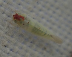 Zygina nivea