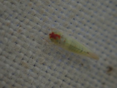Zygina nivea
