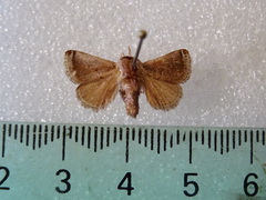 Ecnomoctena