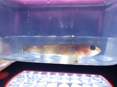 Gobiomorphus huttoni