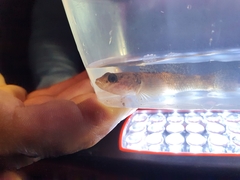 Gobiomorphus huttoni