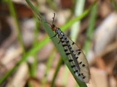 Myrmeleon erythrocephalus