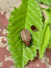 Xanthogaleruca maculicollis
