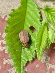 Xanthogaleruca maculicollis