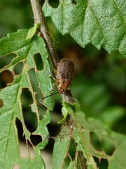 Xanthogaleruca maculicollis