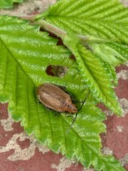 Xanthogaleruca maculicollis