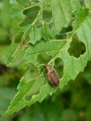Xanthogaleruca maculicollis