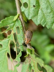 Xanthogaleruca maculicollis