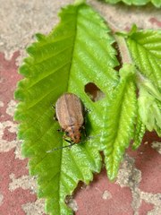 Xanthogaleruca maculicollis