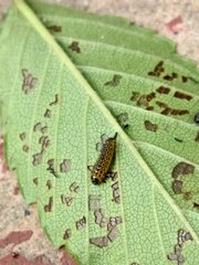 Xanthogaleruca maculicollis