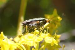 Oedemera flavipes