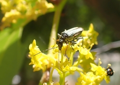 Oedemera flavipes