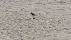 Charadrius alexandrinus