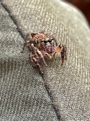 Anarrhotus fossulatus