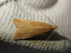 Helcystogramma rufescens