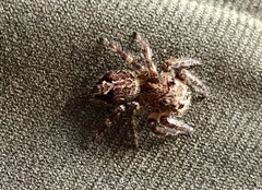 Anarrhotus fossulatus