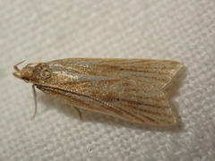 Helcystogramma rufescens