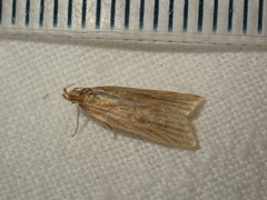 Helcystogramma rufescens