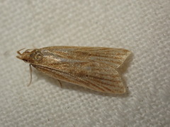 Helcystogramma rufescens