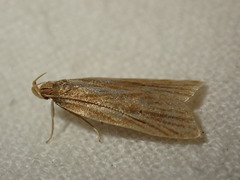 Helcystogramma rufescens