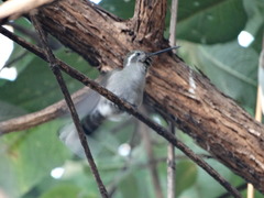 Lampornis clemenciae