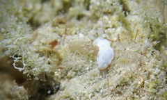 Goniobranchus verrieri