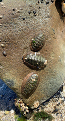 Chiton