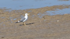Larus fuscus