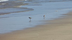 Charadrius alexandrinus