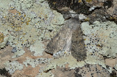 Actebia ala