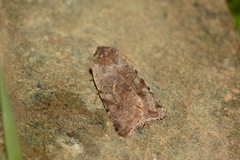 Cerastis rubricosa