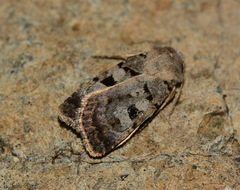 Chersotis deplanata