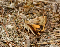 Cryptocala chardinyi