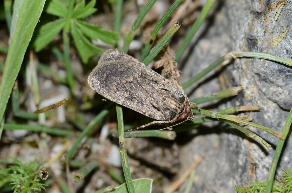 Spaelotis spania