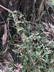 Platylobium reflexum