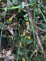 Platylobium reflexum