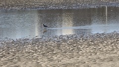 Charadrius alexandrinus