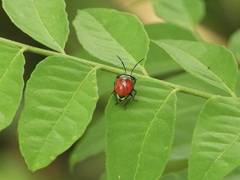 Chrysocoris eques