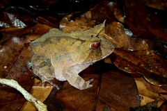 Proceratophrys renalis