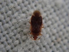 Cardiastethus fasciiventris