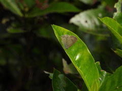 Catochrysops