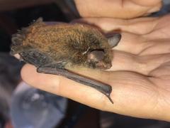 Myotis bocagii