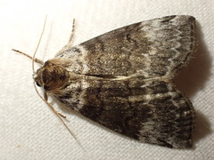 Tetheella fluctuosa