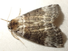 Tetheella fluctuosa