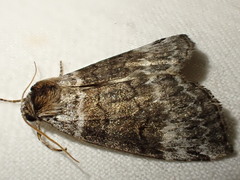 Tetheella fluctuosa