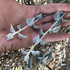 Brickellia nevinii