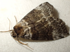 Tetheella fluctuosa