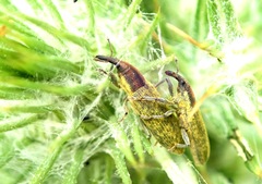Lixus filiformis