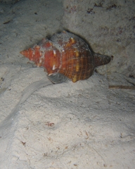 Pleuroploca trapezium
